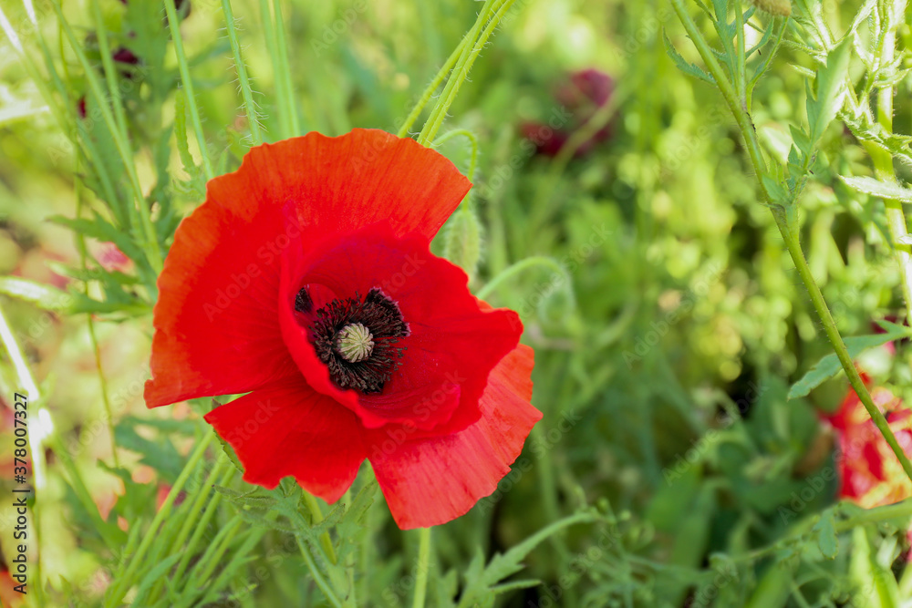 Beautiful red poppy flower in field, closeup - obrazy, fototapety, plakaty 