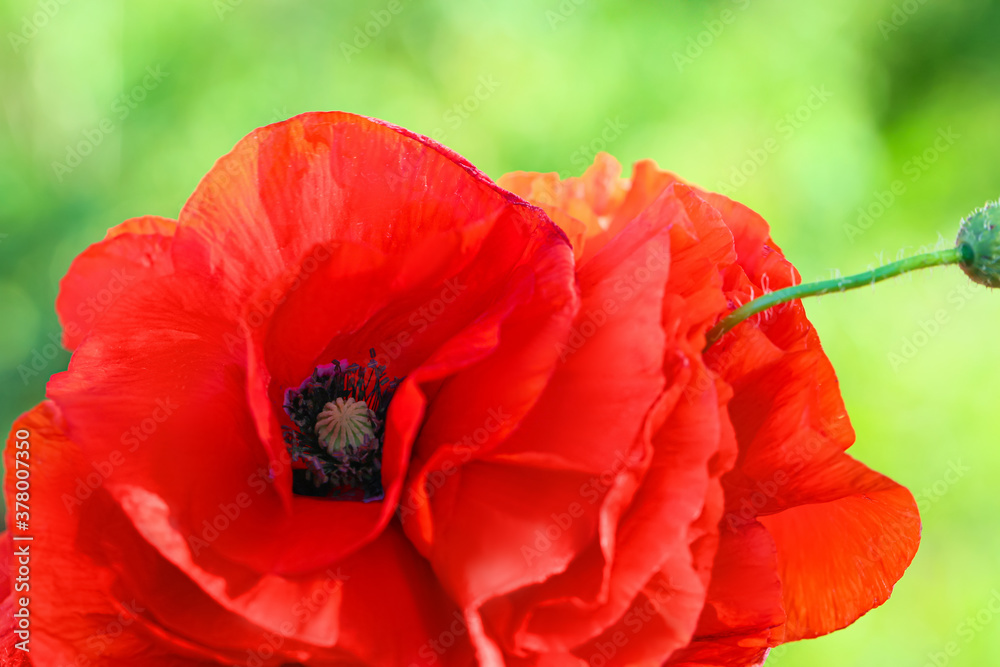 Beautiful red poppy flowers in field, closeup