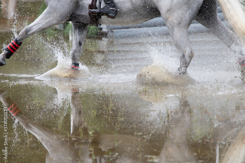 Fotomural NC State Wolfpack Equestrian Team Rider thru Water at Carolina Horse Park