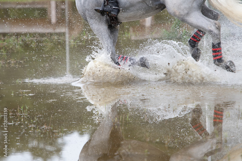 Fotografía NC State Wolfpack Equestrian Team Rider thru Water at Carolina Horse Park