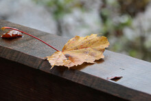 Closeup Of A Dry Leaf On A Wooden Fence With A Blurry Background