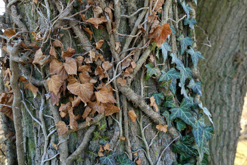 Tree trunk covered by climbing Common Ivy