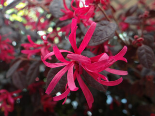 Wall Mural - closeup shot of pink loropetalum flower on a blurred background