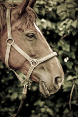 Poster - Vertical closeup shot of a brown horse head