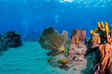 Wall Mural - Scuba diving in St Lucia on the reef