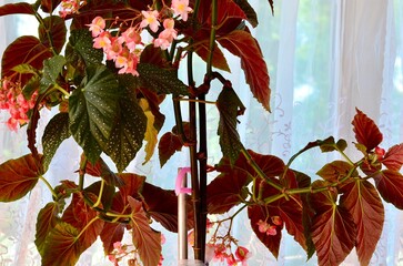 Growing houseplant as a positive lifestyle.  Beautiful Angel Wing Begonia (Cane Begonia) plant in full bloom, adding natural beauty to your home. Cane Begonia,  Corallina de Lucerna