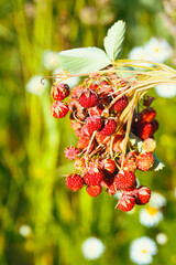 Strawberry berries, just picked from the bushes, close-up.