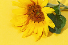 Beautiful Sunflower On Yellow Paper. Natural Autumn Flowers.