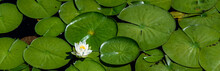White Lotus Flowers Blooming In A Lake With Lily Pads, As A Nature Background
