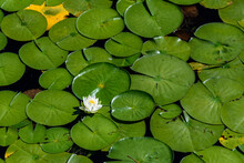 White Lotus Flowers Blooming In A Lake With Lily Pads, As A Nature Background
