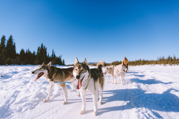 Dog Sled Adventure, Fairbanks, Alaska