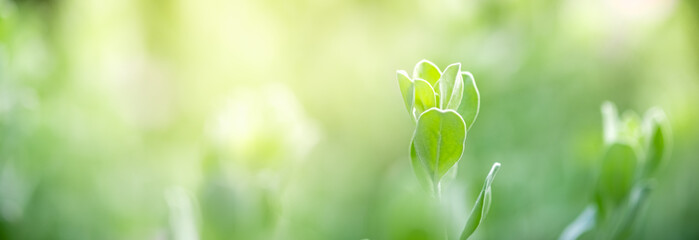 Concept nature view of green leaf on blurred greenery background in garden and sunlight with copy space using as background natural green plants landscape, ecology, fresh wallpaper concept.