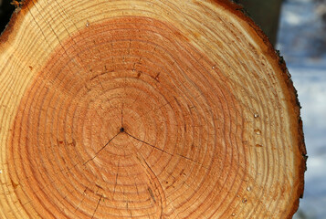 Closeup shot of cut log surface