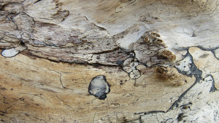 Sticker - Detailed closeup of a wood surface with brown and gray colors