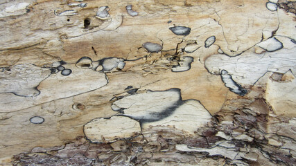 Sticker - Detailed closeup of a wood surface with brown and gray colors