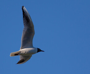 Sticker - Low angle shot of a black-headed gull flying under the clear blue sky