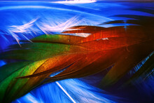 Macro Photo Of Colorful Rooster Feather On Blue Background Underwater