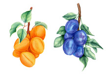 Vintage Collection Of Fruits With Plums And Apricots Watercolor Botanical Illustration