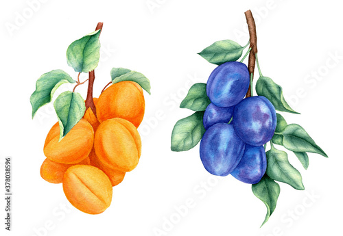 Cuadros en Lienzo Vintage collection of fruits with plums and apricots watercolor botanical illust