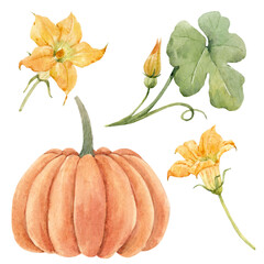 Beautiful stock illustration with watercolor pumpkin vegetable.