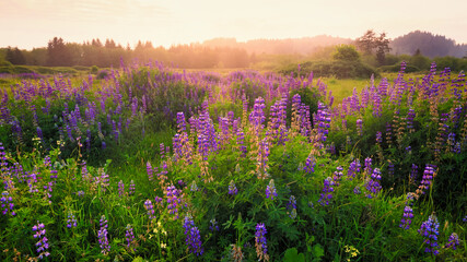 Lupine Blooms in a Field at Sunset