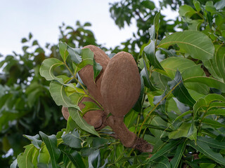 Wall Mural - Close up Broad Leaf Mahogany, False Mahogany, Honduras Mahogany