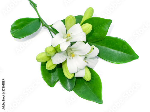 Cuadros en Lienzo White flower of Orange Jessamine, Satin wood, Murraya exotica tree