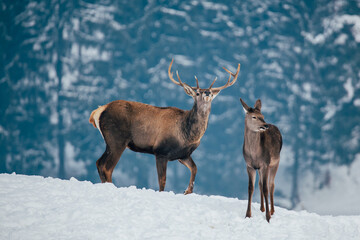 Deer in beautiful winter landscape with snow and fir trees in the background. 