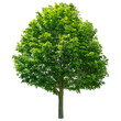 Green tree on a white background.