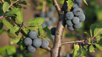 Wall Mural - Blackthorn or sloe berries branch with ripe fruits in autumn, Prunus spinosa