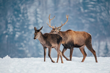 Wall Mural - Deer in beautiful winter landscape with snow and fir trees in the background. 