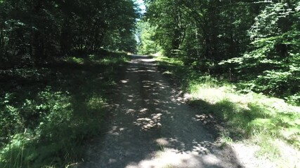 Poster - Chemin de forêt en Bourgogne