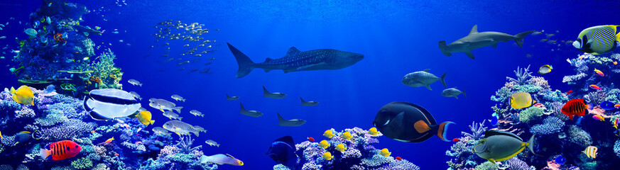 Wall Mural - Panorama background of beautiful coral reef with marine tropical fish in central pacific that Whale shark visited