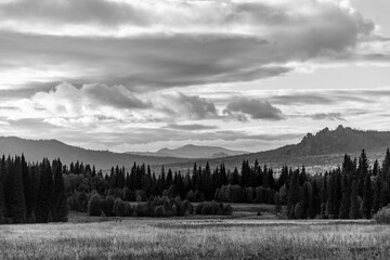 Wall Mural - forest in the mountains black and white