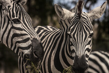 Closeup Shot Of Zebras Grazing In Nature