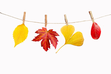 Wall Mural - four autumn leaves hanging on a rope, isolated on white background, fall season concept