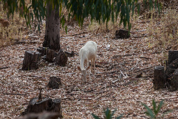 Poster - Beautiful white fallow deer grazing in nature