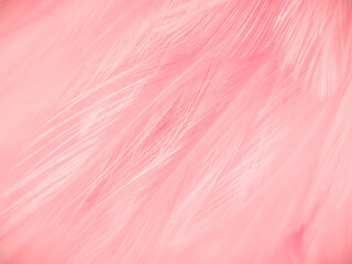 Wall Mural - Beautiful abstract gray and pink feathers on white background,  white feather frame texture on pink pattern and pink background