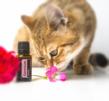 DoTerra Essential Oil Bottles. Geranium Essential Oil. Essential Doterra Oil. The Red Cat Sniffing A Flower Of Geranium. 14 September 2020. 
