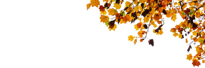 Wall Mural - colorful autumnal leaves on white panoramic background with copy space. autumn web banner