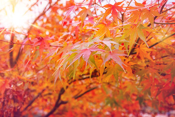 Poster - Beautiful Acer palmatum ( palmate maple or smooth Japanese maple ) leaves. Fall red maples in Germany. Red-foliaged Japanese maple, close up. Good Red  Fall Foliage.