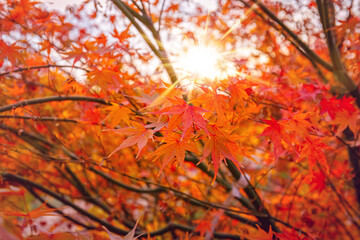 Poster - Beautiful Acer palmatum ( palmate maple or smooth Japanese maple ) leaves. Fall red maples in Germany. Red-foliaged Japanese maple, close up. Good Red  Fall Foliage.