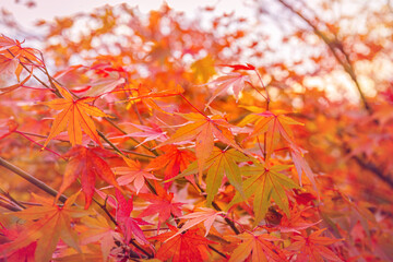 Poster - Beautiful Acer palmatum ( palmate maple or smooth Japanese maple ) leaves. Fall red maples in Germany. Red-foliaged Japanese maple, close up. Good Red  Fall Foliage.
