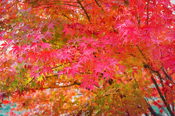 Poster - Beautiful Acer palmatum ( palmate maple or smooth Japanese maple ) leaves. Fall red maples in Germany. Red-foliaged Japanese maple, close up. Good Red  Fall Foliage.