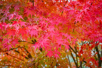Poster - Beautiful Acer palmatum ( palmate maple or smooth Japanese maple ) leaves. Fall red maples in Germany. Red-foliaged Japanese maple, close up. Good Red  Fall Foliage.