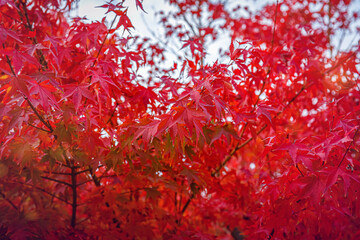 Poster - Beautiful Acer palmatum ( palmate maple or smooth Japanese maple ) leaves. Fall red maples in Germany. Red-foliaged Japanese maple, close up. Good Red  Fall Foliage.