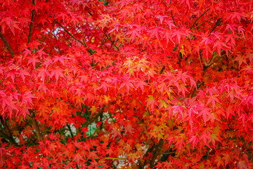 Poster - Beautiful Acer palmatum ( palmate maple or smooth Japanese maple ) leaves. Fall red maples in Germany. Red-foliaged Japanese maple, close up. Good Red  Fall Foliage.