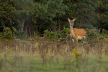 Female Red Deer Is Standing Between The Grass At National Park Veluwezoom.
