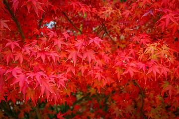 Poster - Beautiful Acer palmatum ( palmate maple or smooth Japanese maple ) leaves. Fall red maples in Germany. Red-foliaged Japanese maple, close up. Good Red  Fall Foliage.