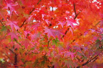 Poster - Beautiful Acer palmatum ( palmate maple or smooth Japanese maple ) leaves. Fall red maples in Germany. Red-foliaged Japanese maple, close up. Good Red  Fall Foliage.